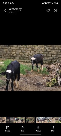 પાડા