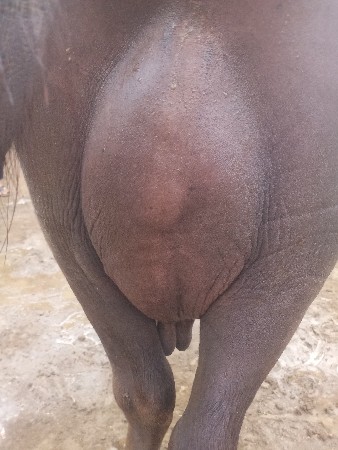 ભેશ વેશવાનીછે