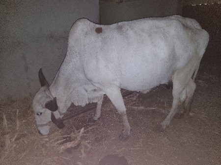 nildi gay vesvani se