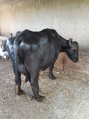 ભેંસ વેસવાની છે