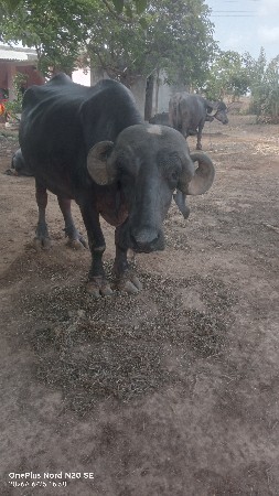 પેલા વેતર ની સે