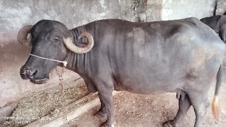 વેચવા ની છે