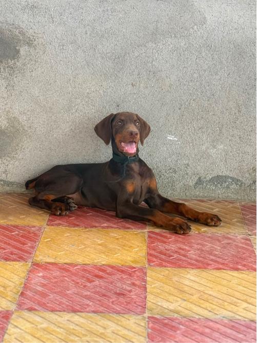 Dober men fimel 3 month thai