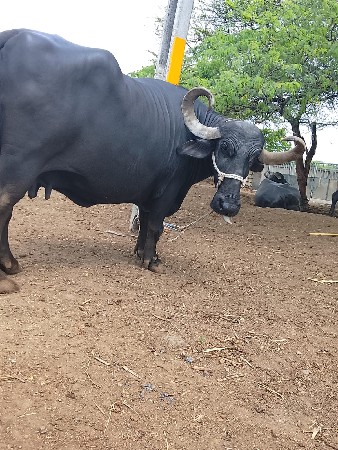 ભેંસ વેચવાની છે