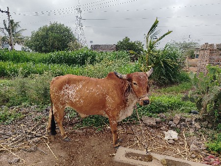 બડધ વેચવાના છે