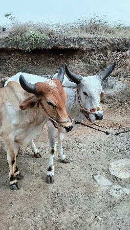 ગોધલા વેચવા ના છે