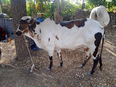 ગાય વેચવાનિ છૅ