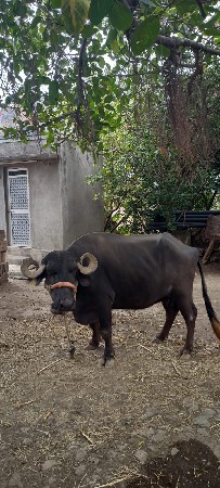 વેચવાની છે.