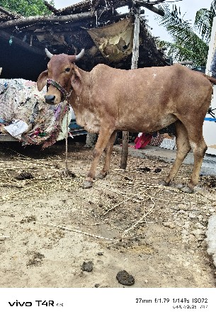 ગાય વેચવા ની છે