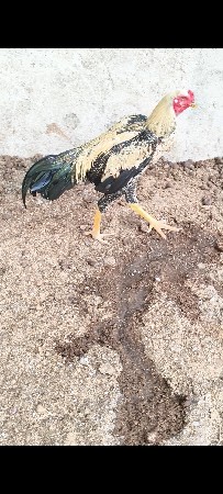 ઓરીજનલ અસીલ ત્રણ નંગ છે