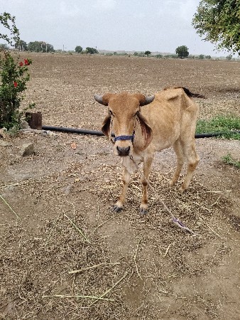 હોડકી