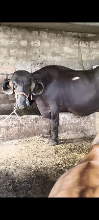 બીજું વેતર