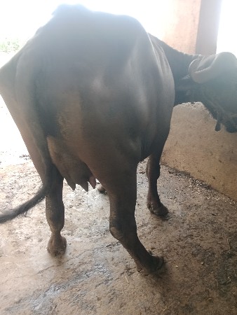ભેંસ વેચવાની છે