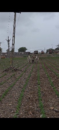બળદ 3 વાવણી