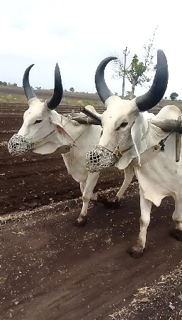 બળદ વેચવાના છે