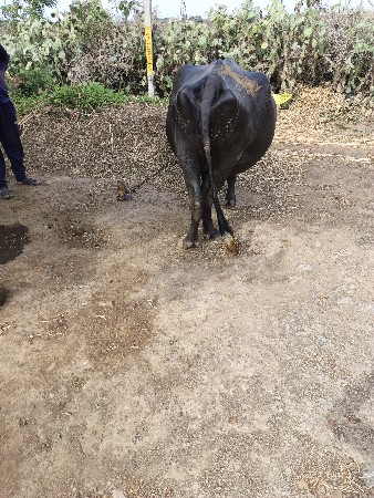 ભેંસ વેચવાની છે