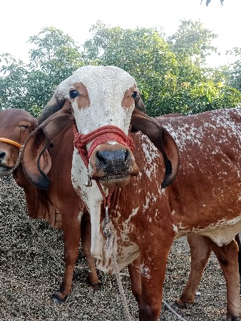 કાબરી ગીર ઓડકી વેચવાની છે.