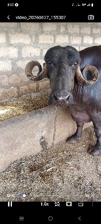 ભેંસ