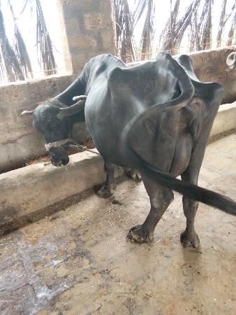 ભેંસ વેચવાની છે
