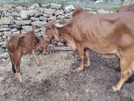 ગાય વેચવાની છે