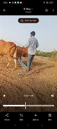 બળદ વેચવાના શે