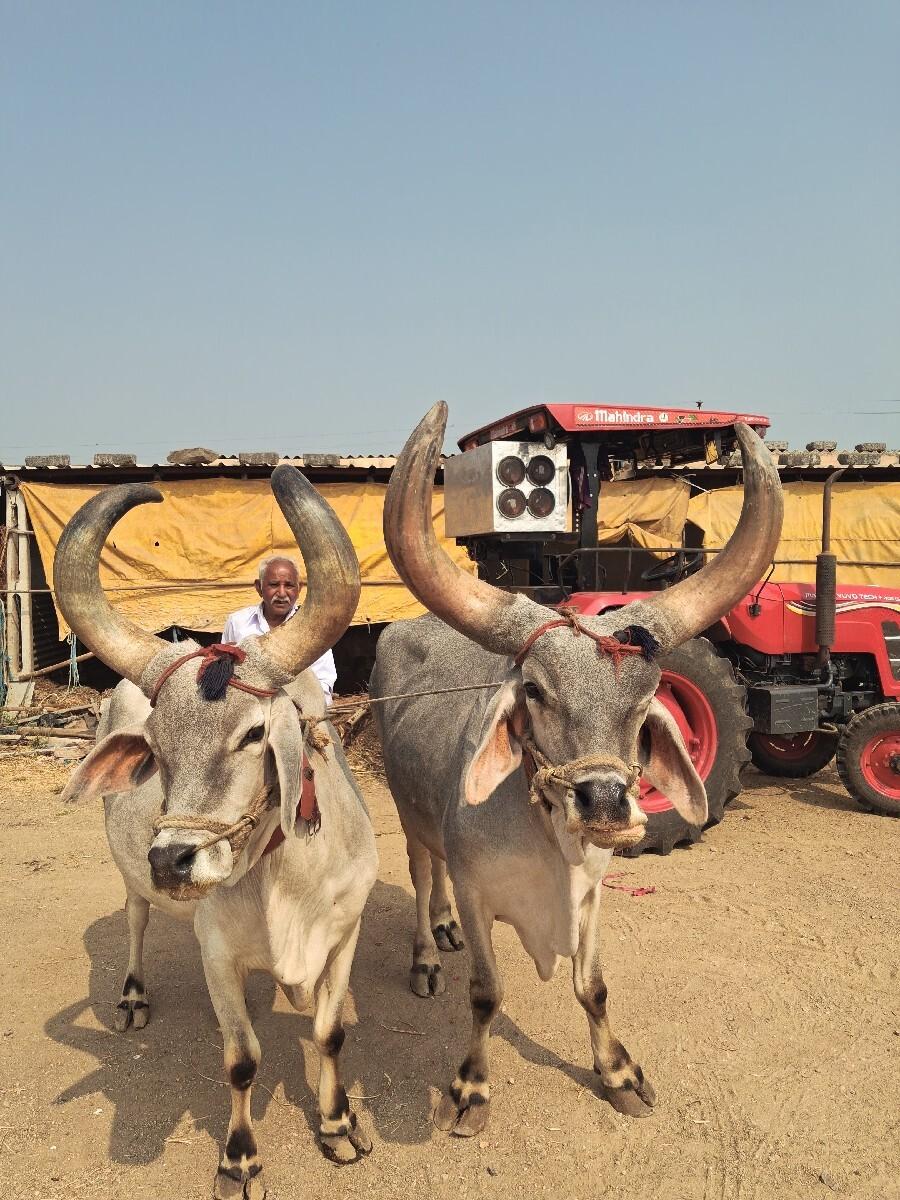 વેચવાના છે બળદ