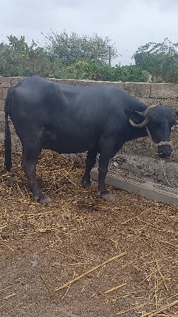 બીજુ વેતર ખંડેલી