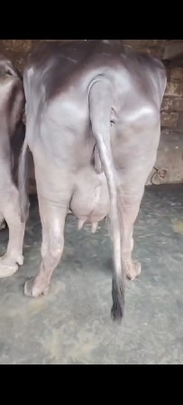 ભેસ વેચવાની છે