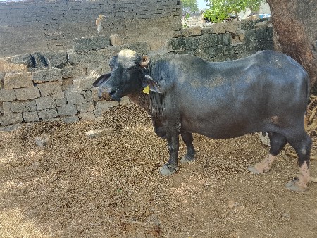 ભેસ.વેચવાનીછે