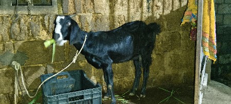 દેશી બકરી વેચવાનીછે