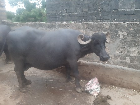 ભેસ વેચવાની છે