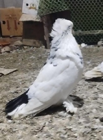 કબુતર દેવાના છે