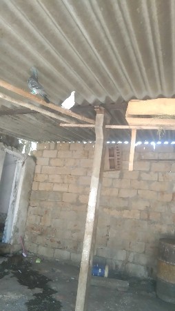 બુધેચા ગામમાં