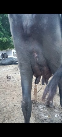 જાફરાબાદી ખડાય છે