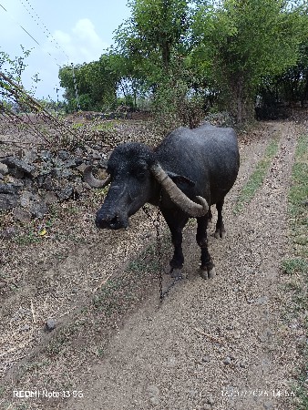 ભેંસ વેસવાની છે