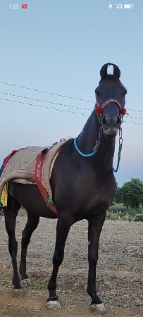 ઘોડી z black