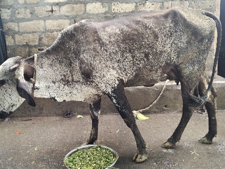 ગાય