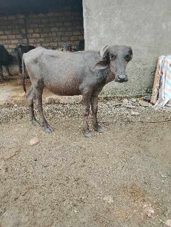 2 પાડી દેવાની છે