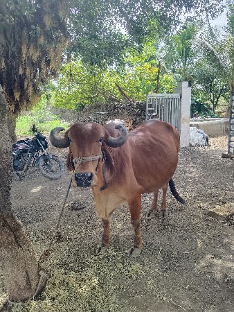 ગાય વેચવાની છે