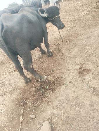 ભેંસ વેચવાની છે
