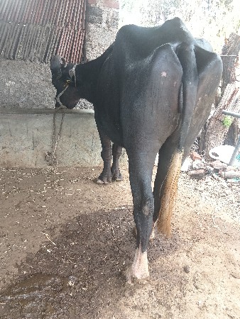 ખેડેલીવેચવાનીછે...ઉચાયલબાયફૂલ