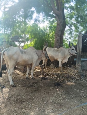 બળદ વેચવાના છે