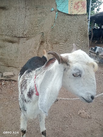 મો.9624306253