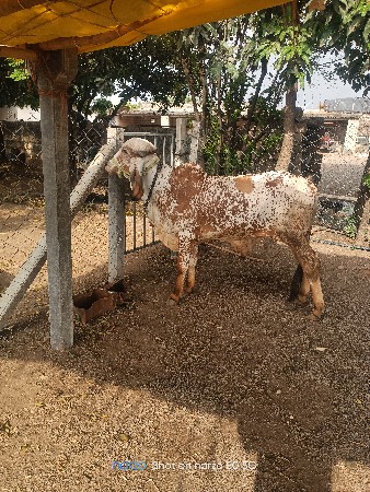 વાસડો વેસવા નો છે