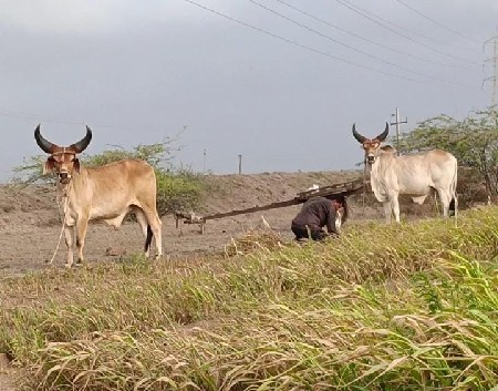 ઘોઘલા વેચવા ના છે