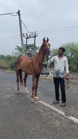વશેરી છે