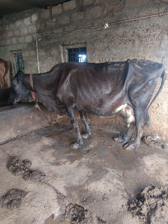 ગાય વેસવાની સે