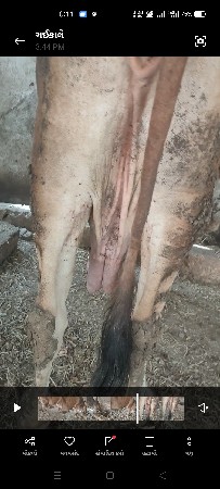 ગાય વેચવાની છે