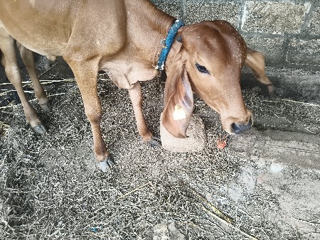 ગીર વાછડી