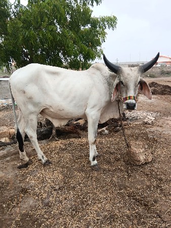 ગોધલા વેચવા ના છે